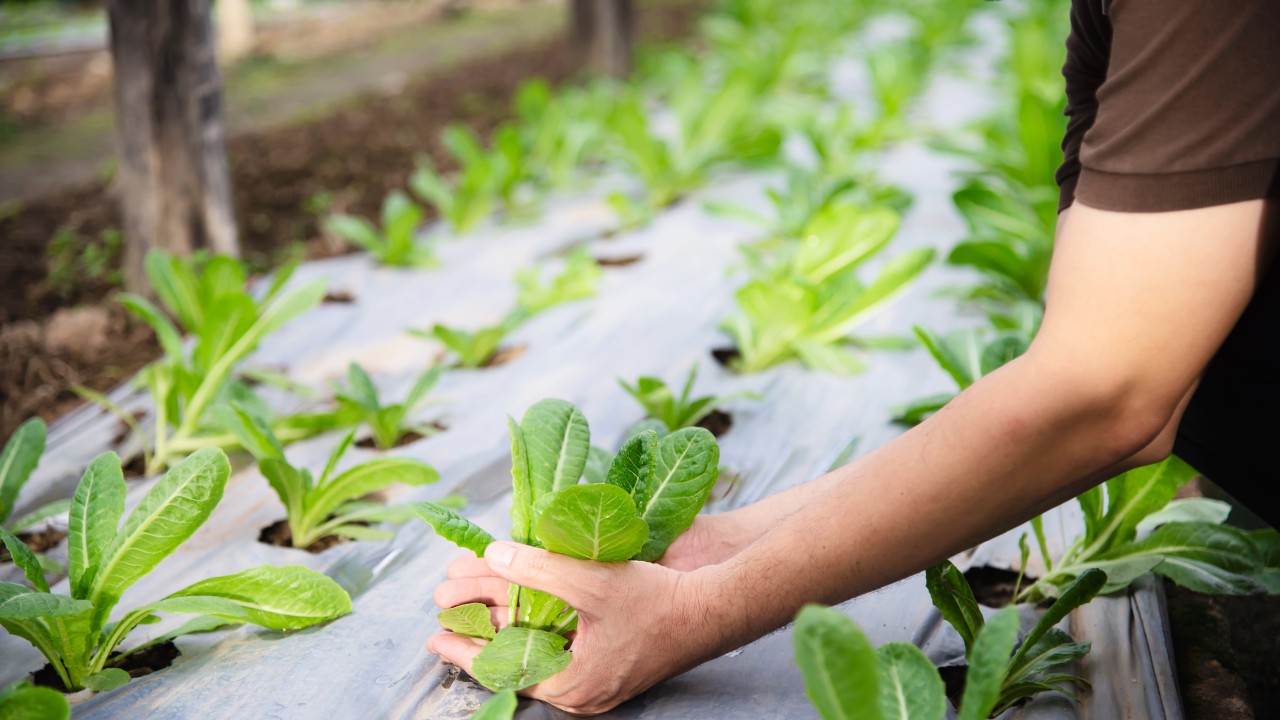 The Overlooked Power of Mulch Film: Why Farmers Are Losing Yields and Profits