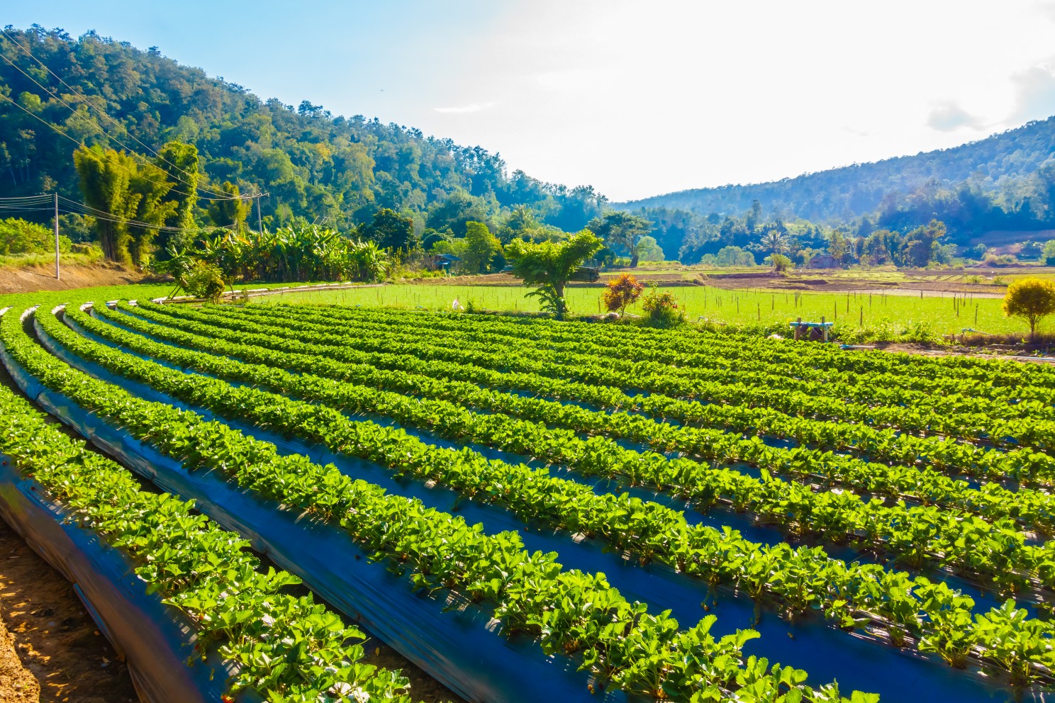 Futuristic farm using mulch film technology